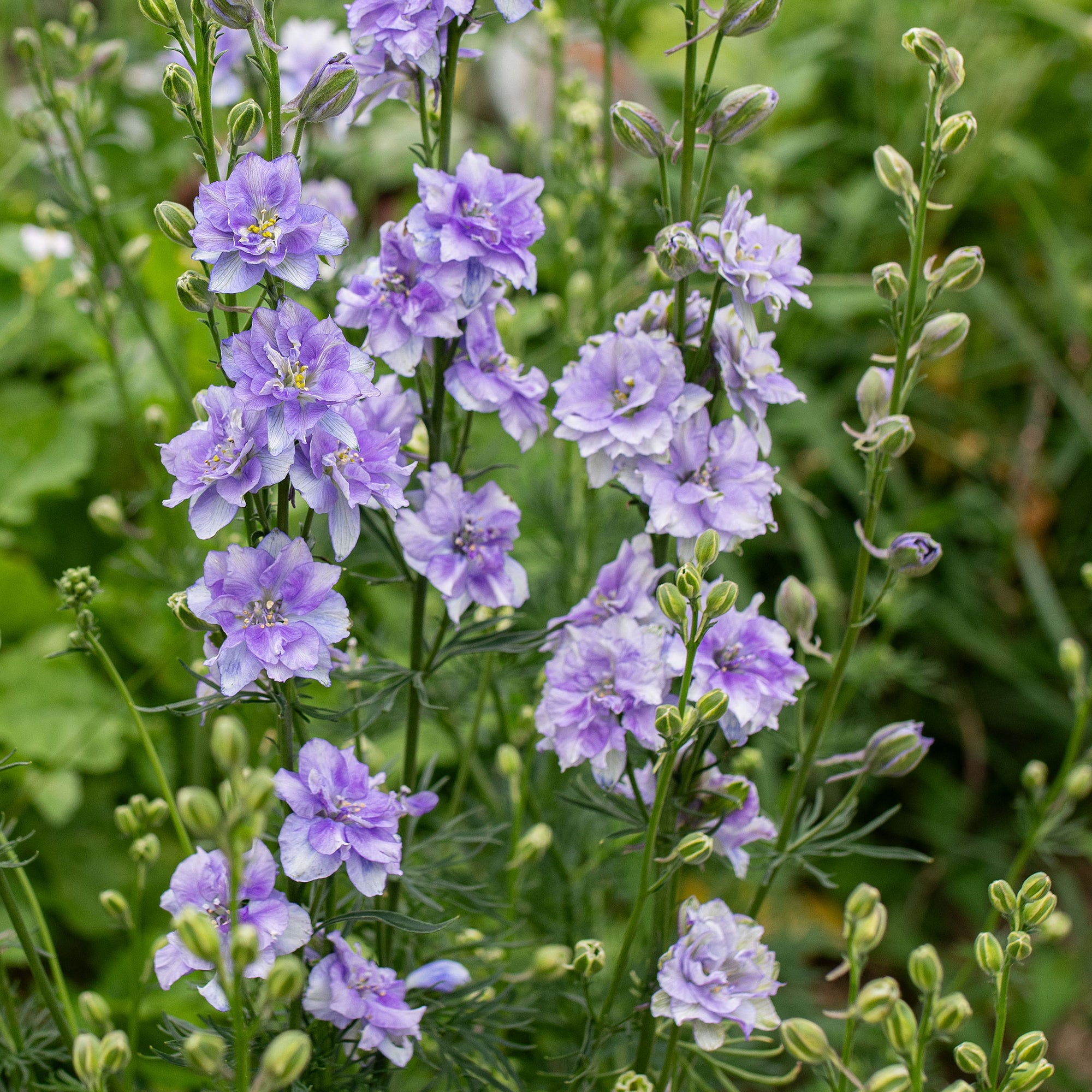 larkspur qis rose seeds Larkspur 'QIS® Light Blue'