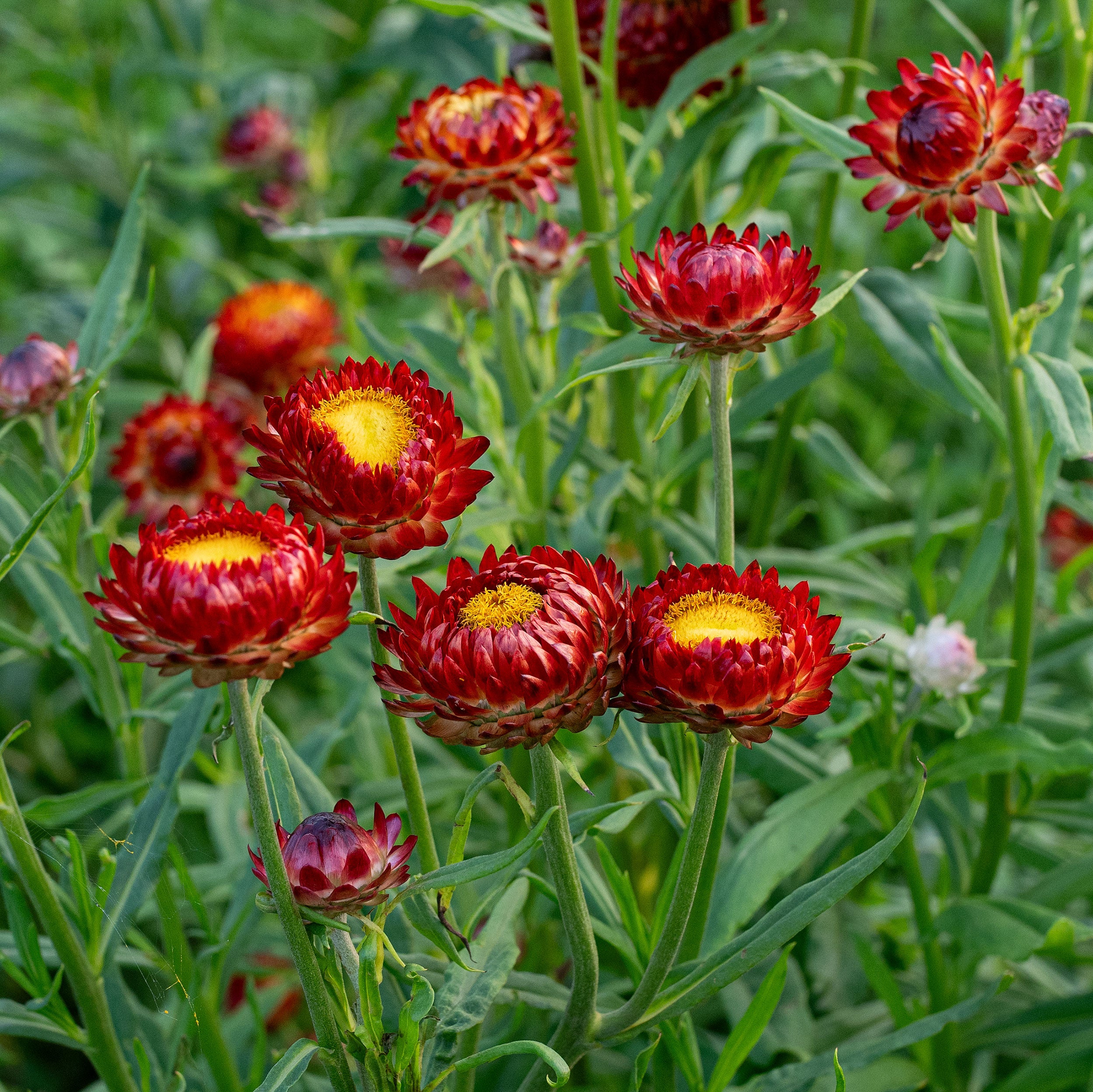marigold fireball seeds Strawflower 'Fireball' seeds