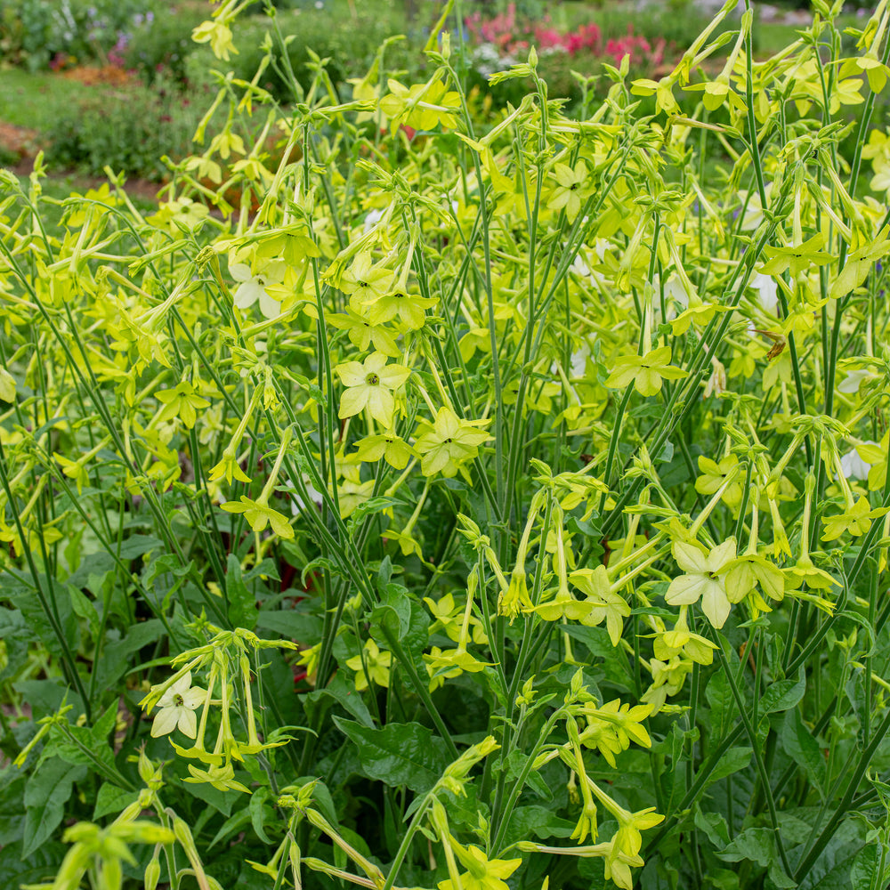 Tobacco 'Mojito'