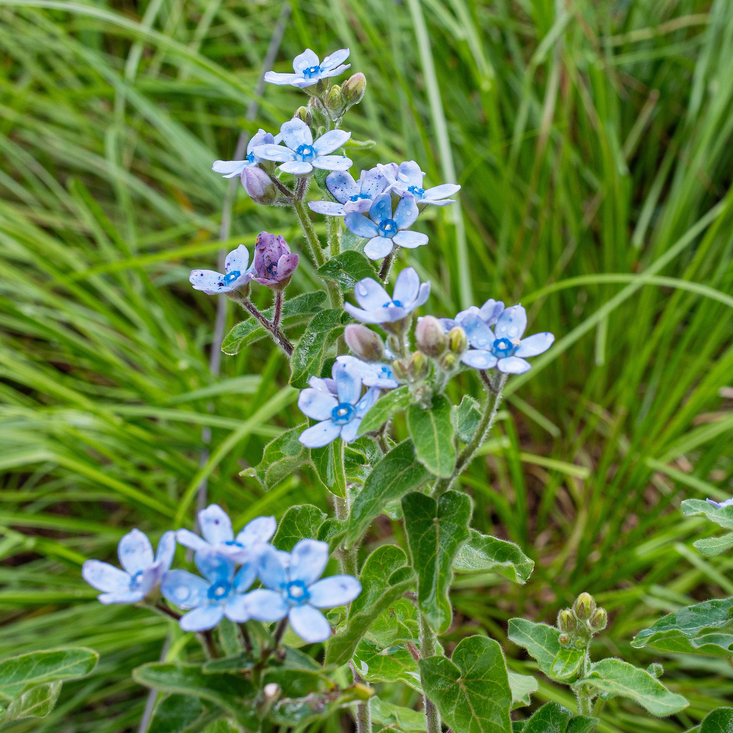 Tweedia 'Dark Blue' seeds - Oxypetalum caeruleum