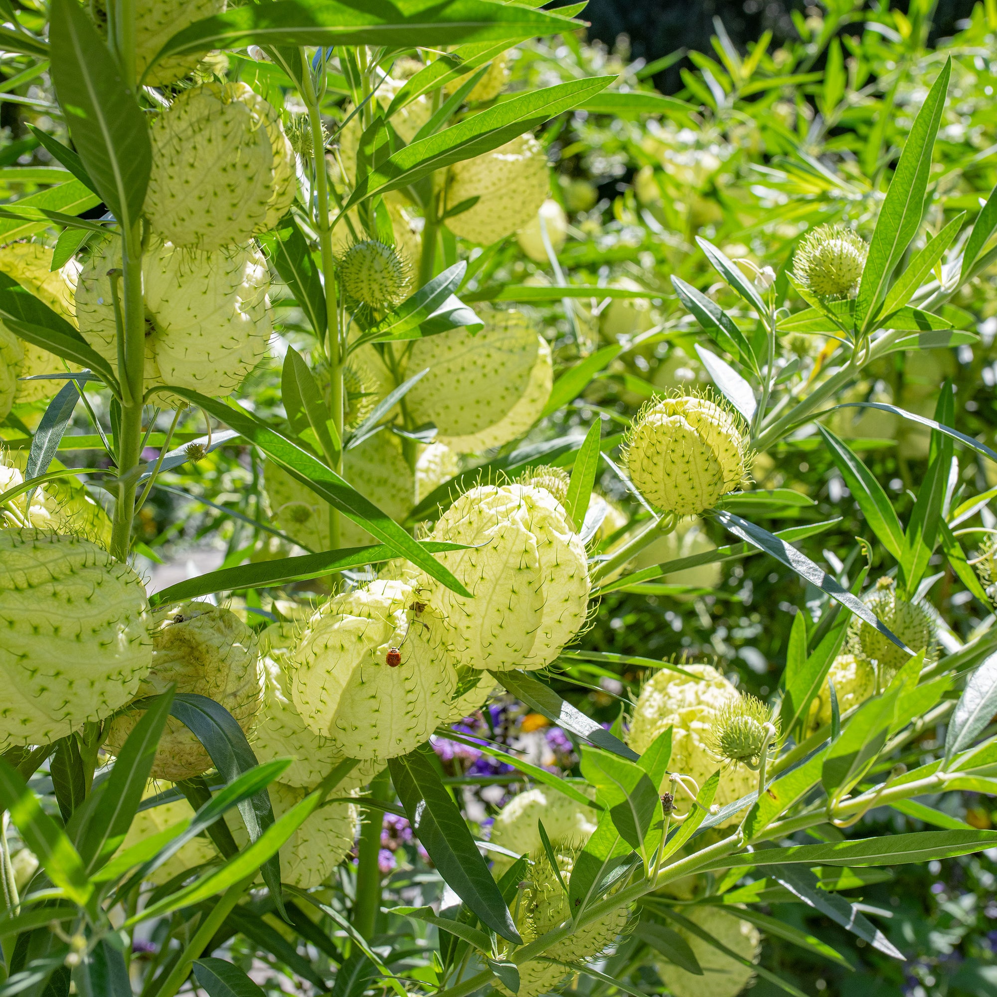 balloon plant seeds Balloon Plant seeds