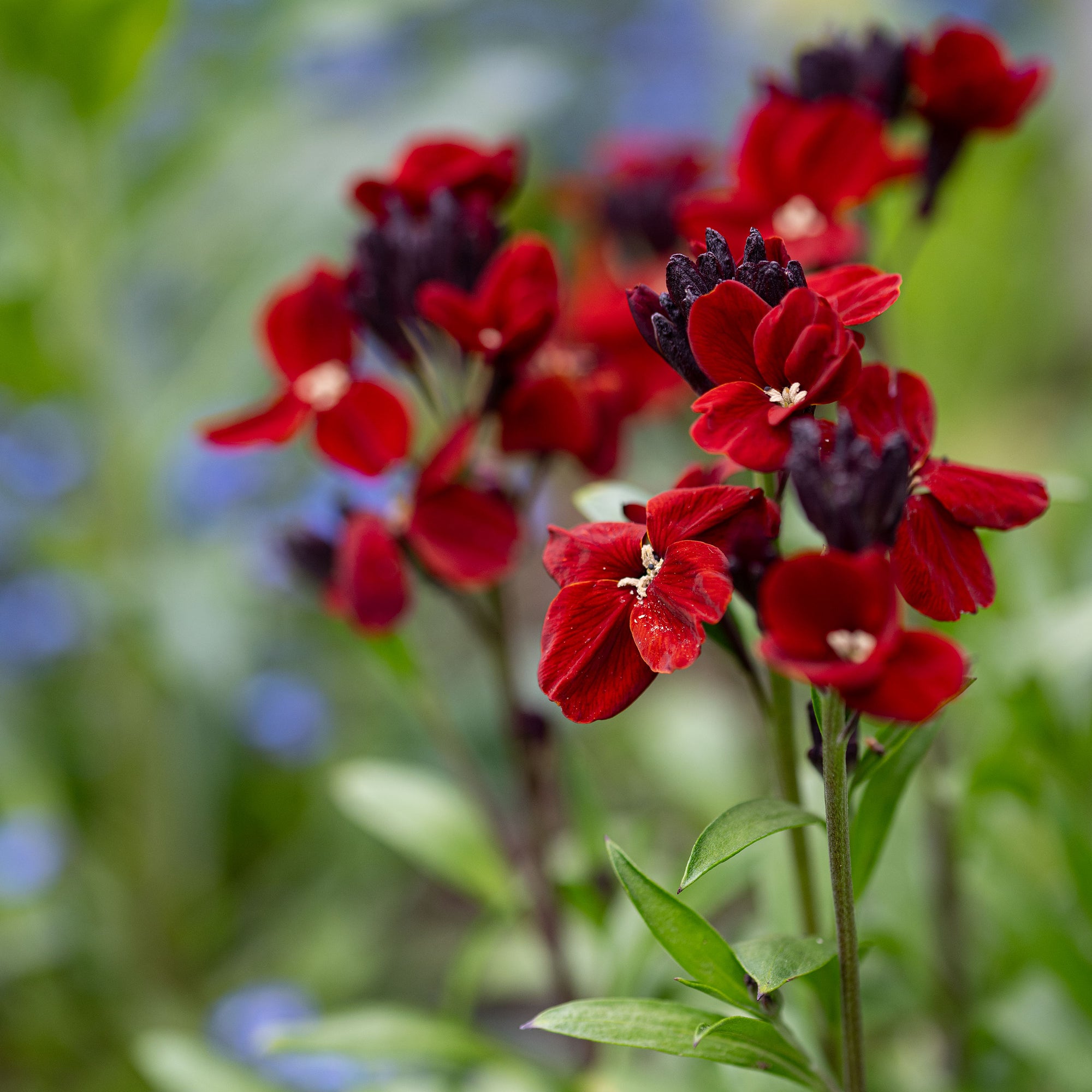 wall flower seeds Wallflower 'Brown Bedder'