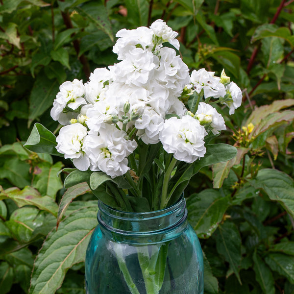 
    



Stock 'Quartet White'
