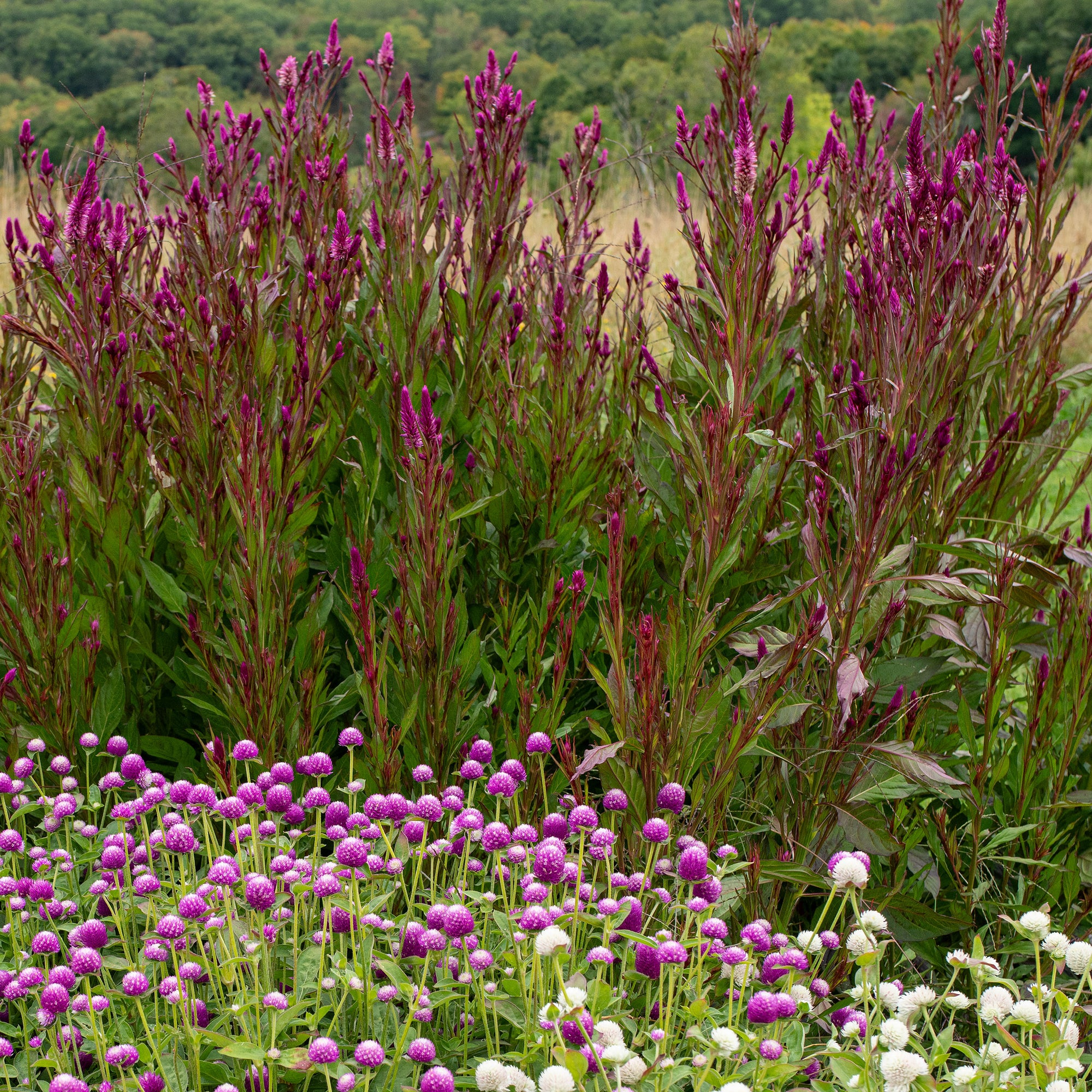 geranium seeds amazon Celosia 'Roseberry Parfait' seeds