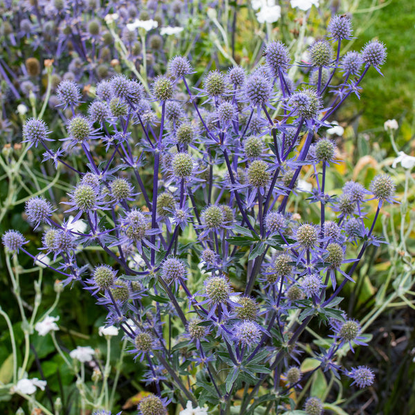 thumbnail image 2 of 20 Flax Blue Sea Holly Seeds - Hardy Perennial, Fast-Growing Summer Blue Flowers 2 of 6