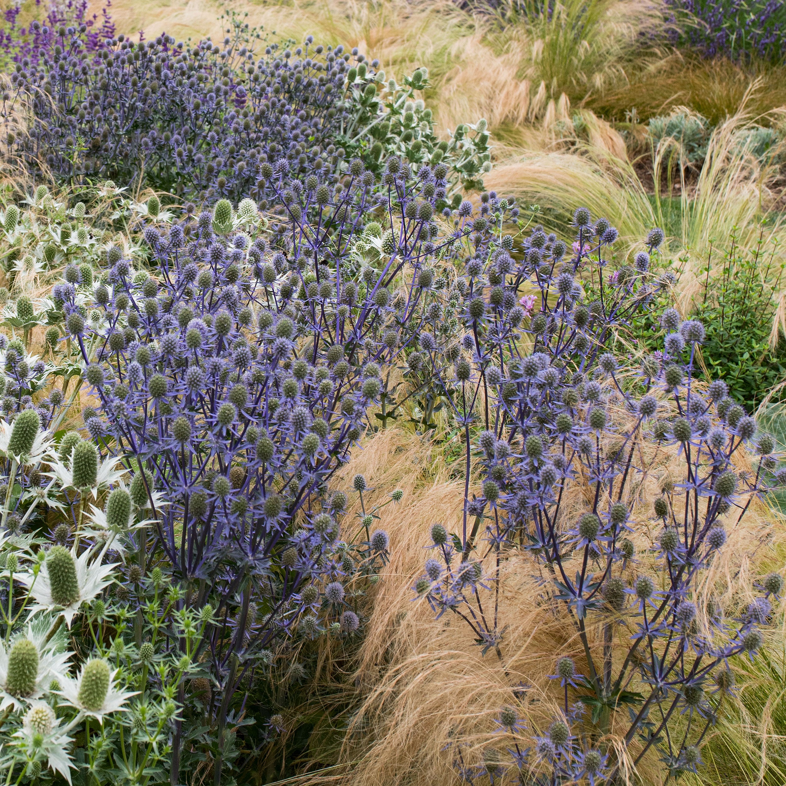 Sea Holly 'Blue Glitter' seeds - Eryngium planum