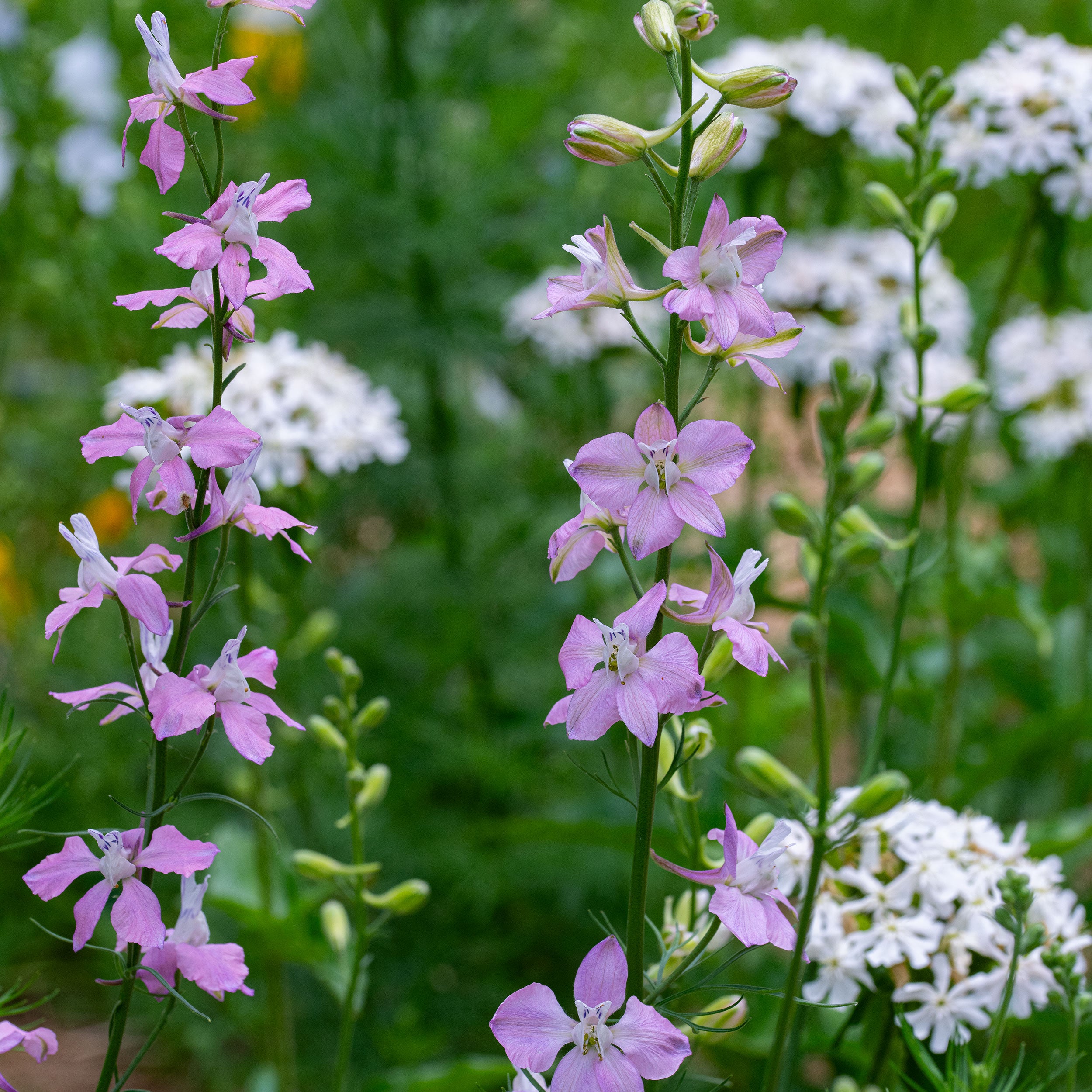 Larkspur 'Bunny Bloom Pink' seeds - Consolida ajacis