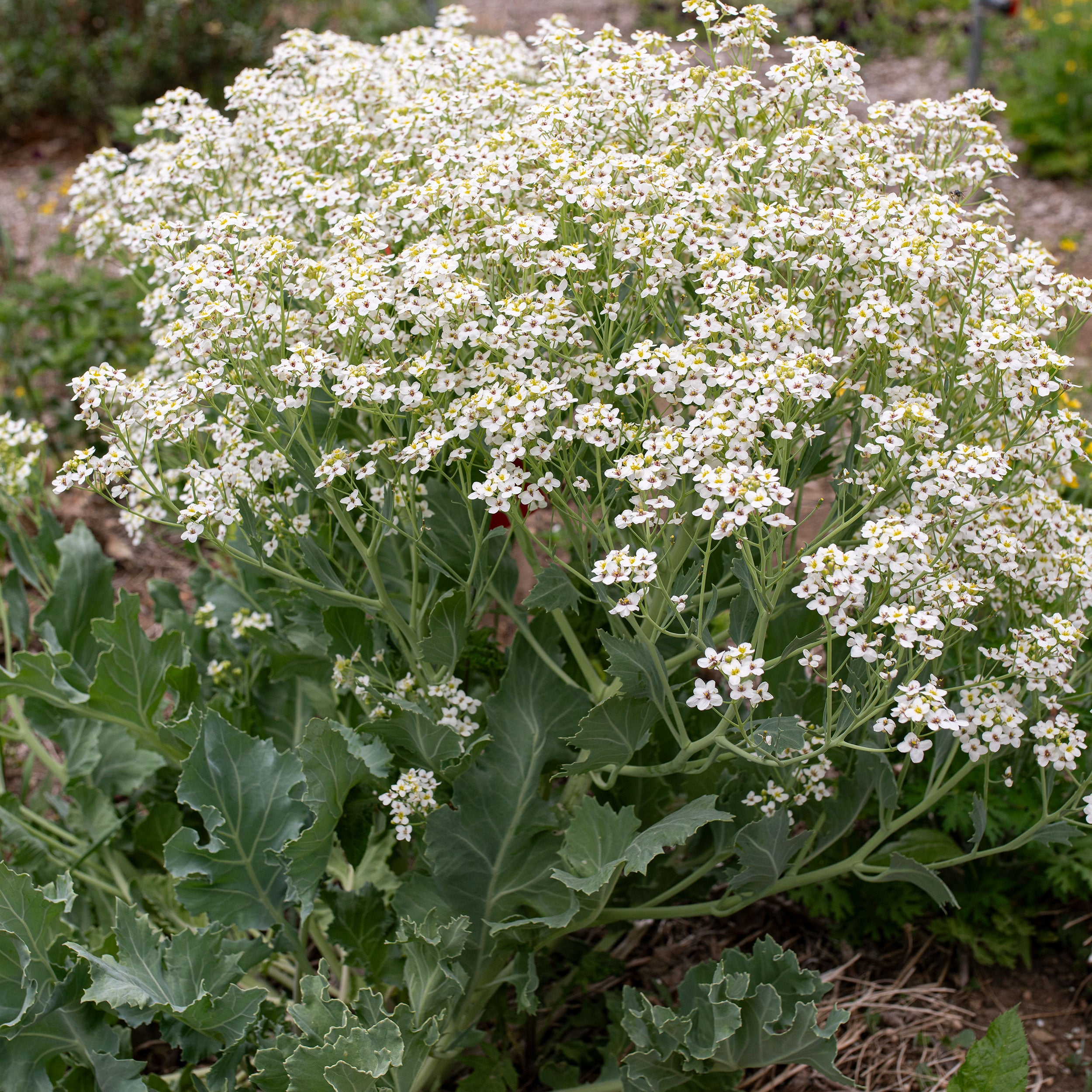 https://www.selectseeds.com/cdn/shop/files/2014-1-2500_2500x.jpg?v=1734633866