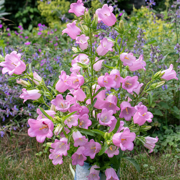 Canterbury Bells 'Rose Pink' seeds