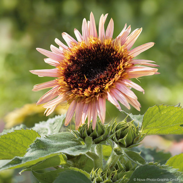 
    



Sunflower 'Astra Rose'
