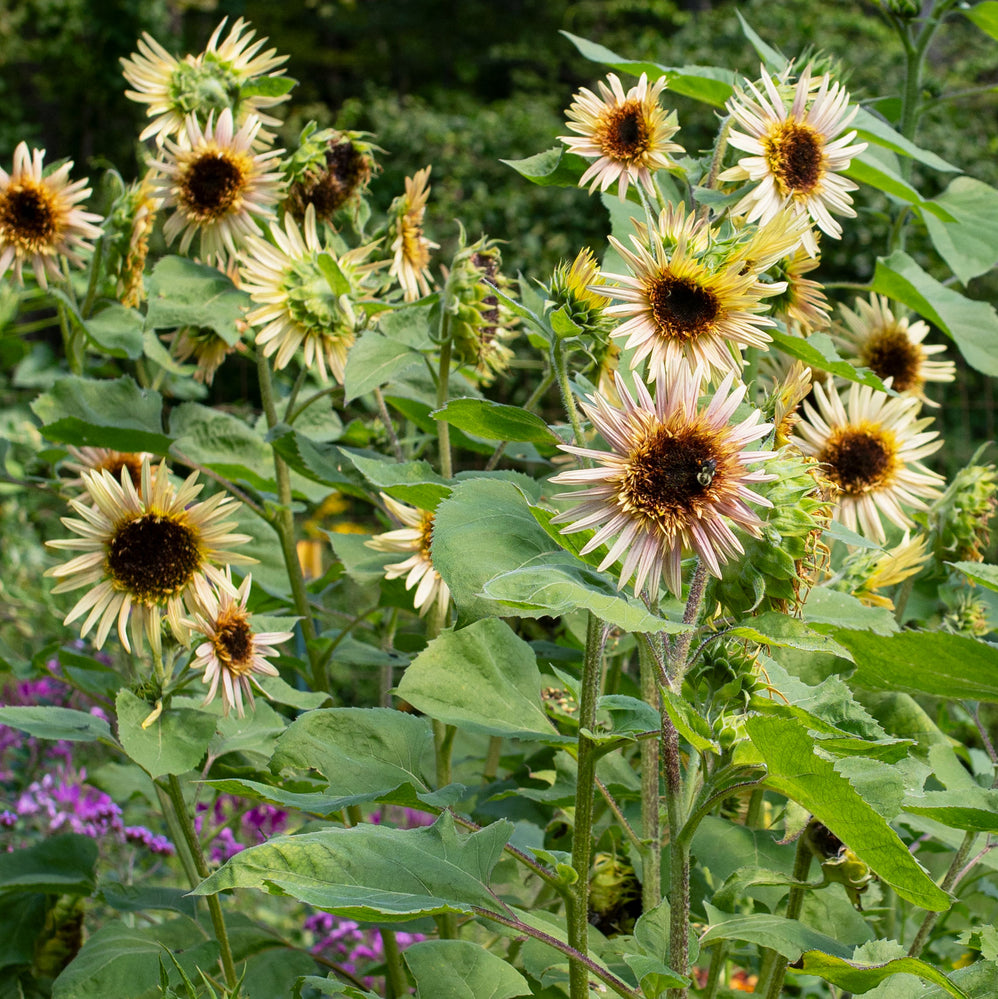 rose sunflower seeds Helianthus annuus, 'Astra Rose'