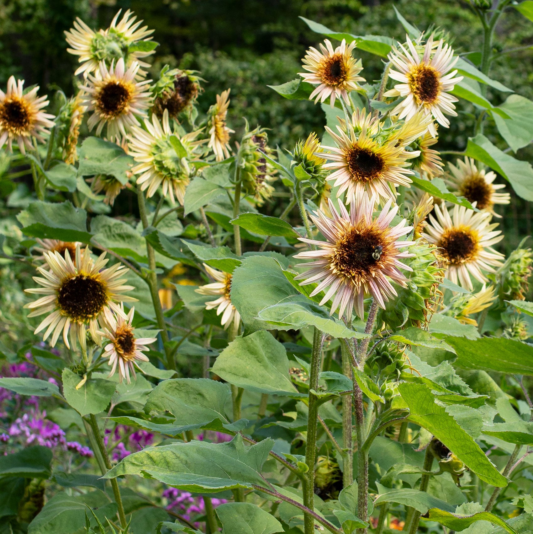 Helianthus annuus, 'Astra Rose'