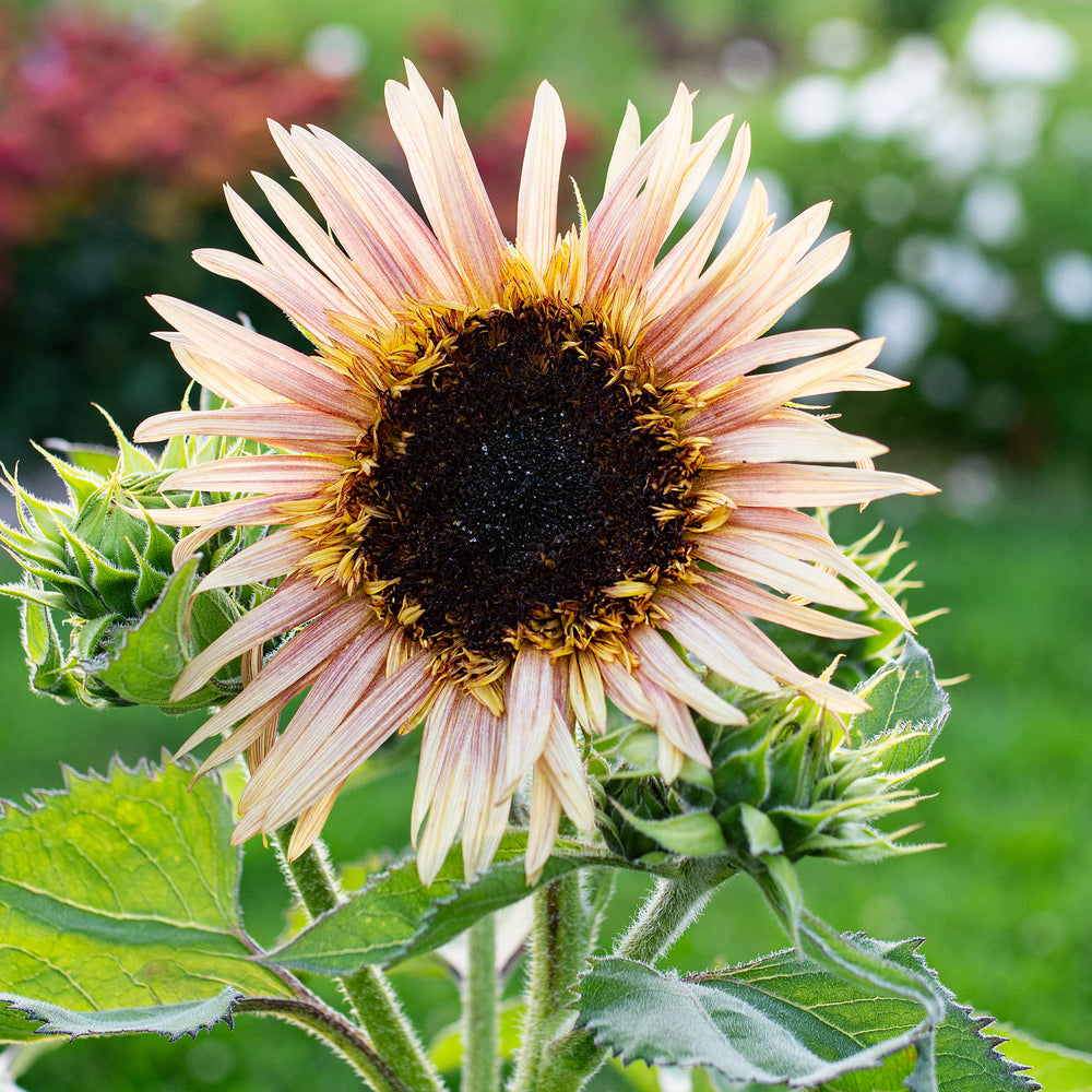 sunflower succulent Helianthus annuus, 'Astra Rose'