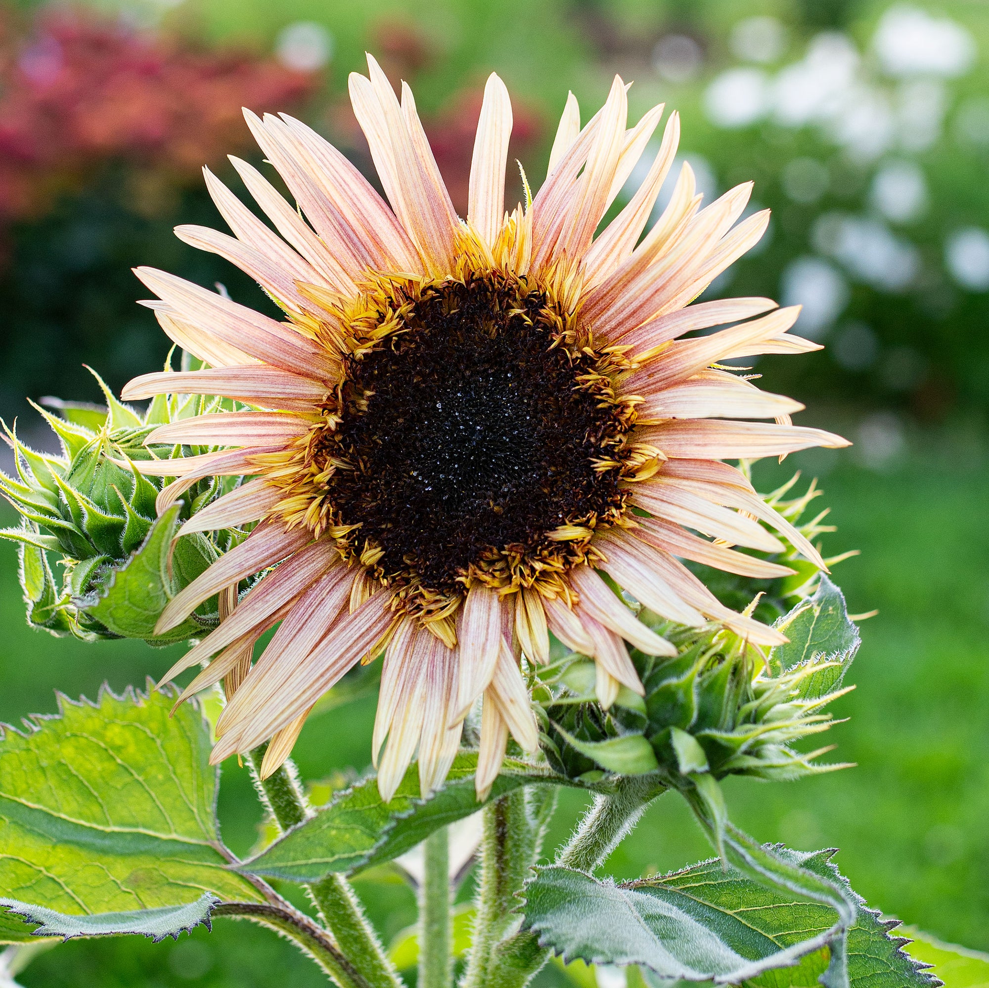 sunflower seeds on the flower Sunflower 'Astra Rose' seeds