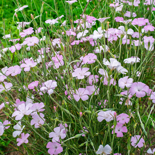 Agrostemma 'Light Rose'