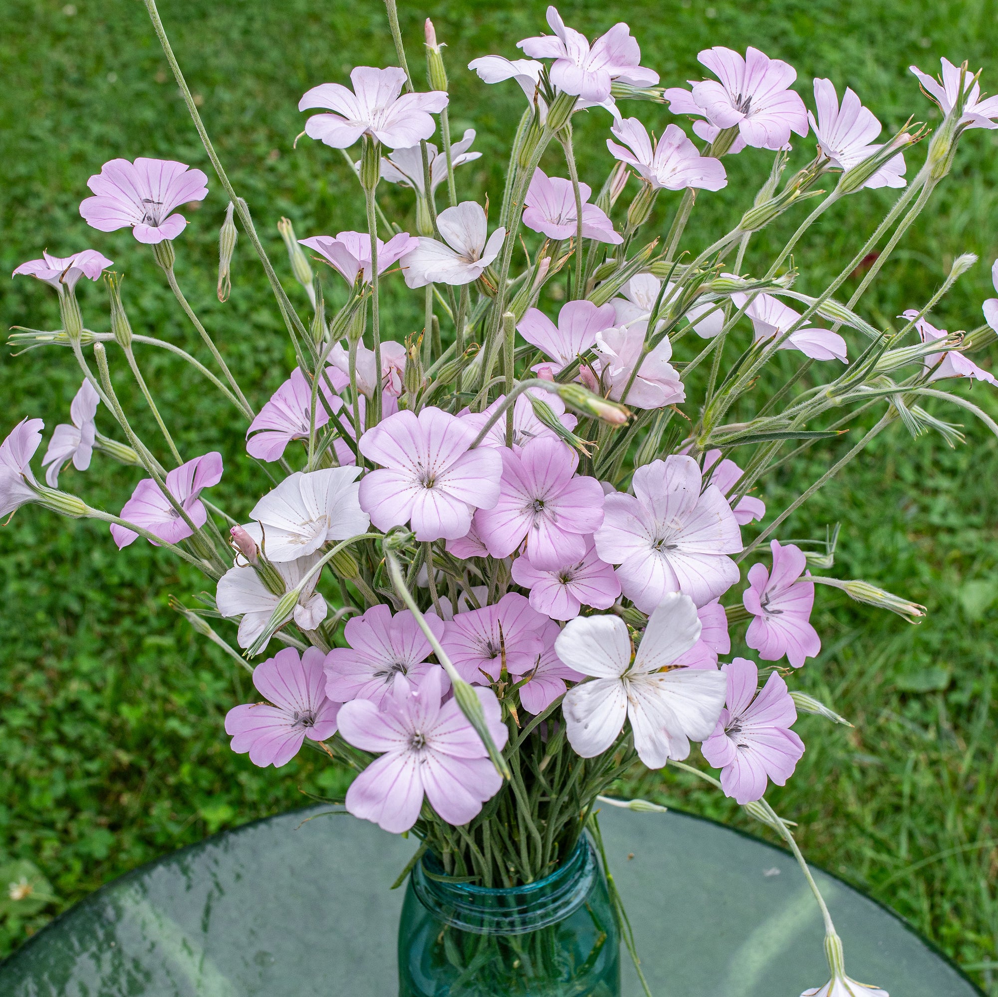 Agrostemma 'Light Rose'