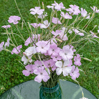 
    



Agrostemma 'Light Rose'
