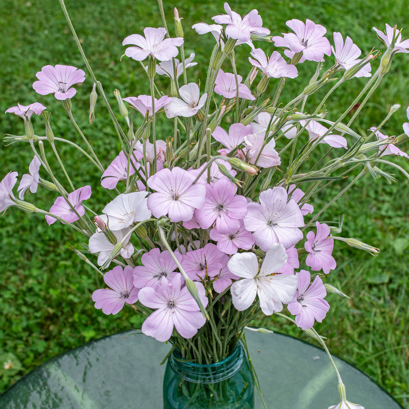 Agrostemma 'Light Rose'