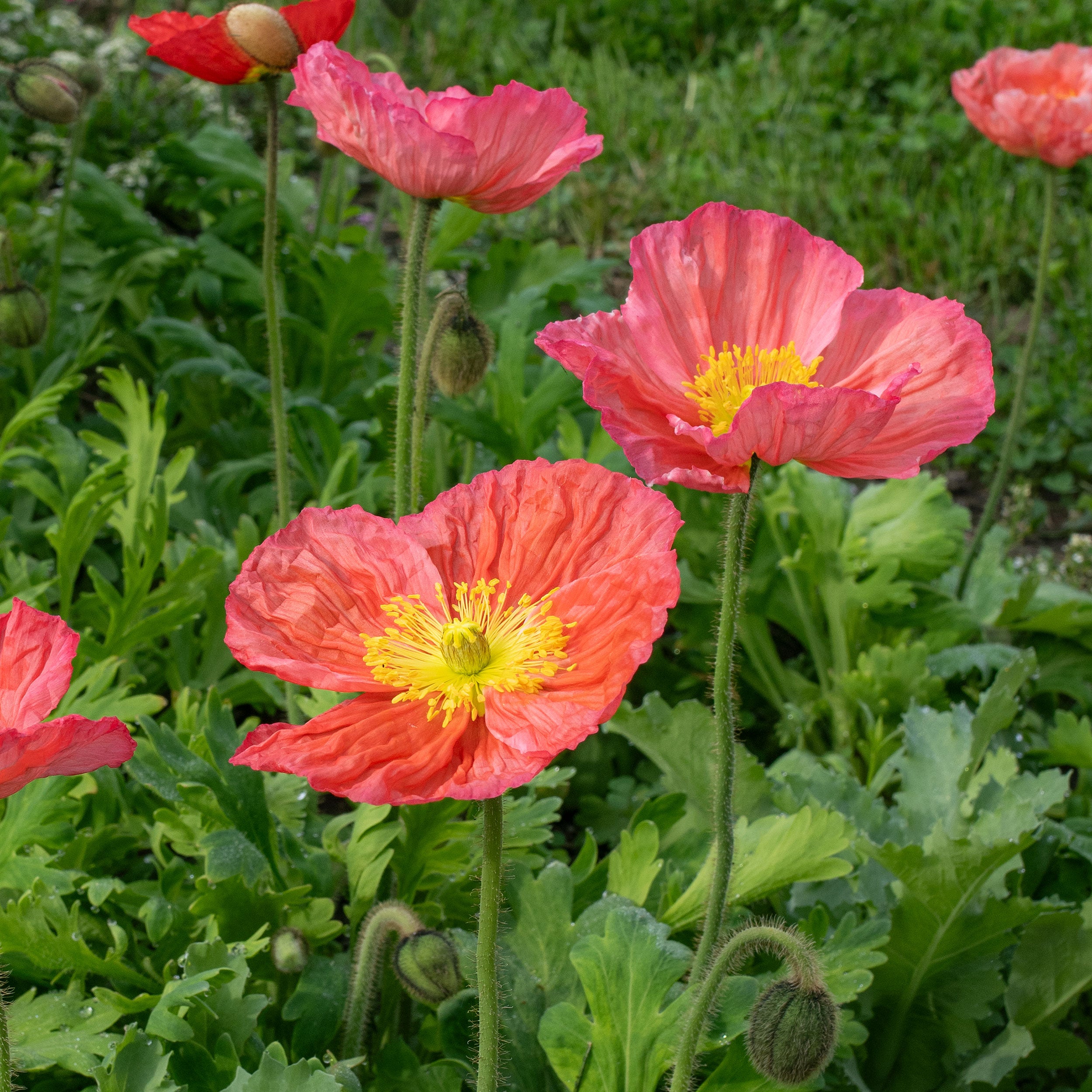 Iceland Poppy 'Champagne Bubbles Pink' F1 plants