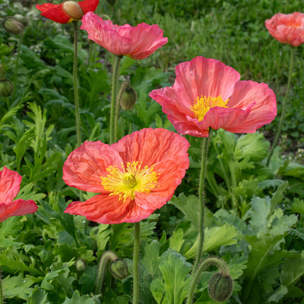 Poppy - Iceland 'Champagne Bubbles Pink' F1