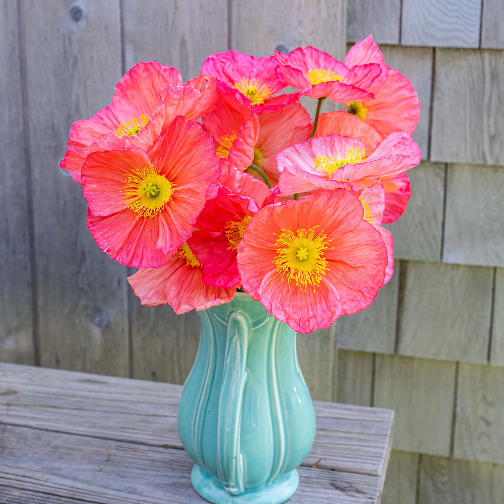 Poppy - Iceland 'Champagne Bubbles Pink' F1