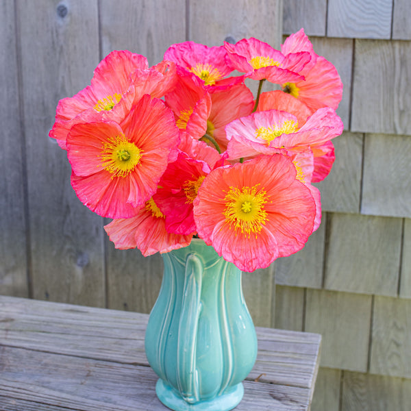 planting icelandic poppy seeds Iceland Poppy 'Champagne Bubbles Pink' F1 plants