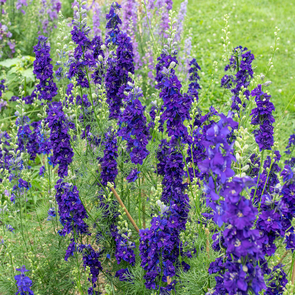 Larkspur 'QIS® Dark Blue'