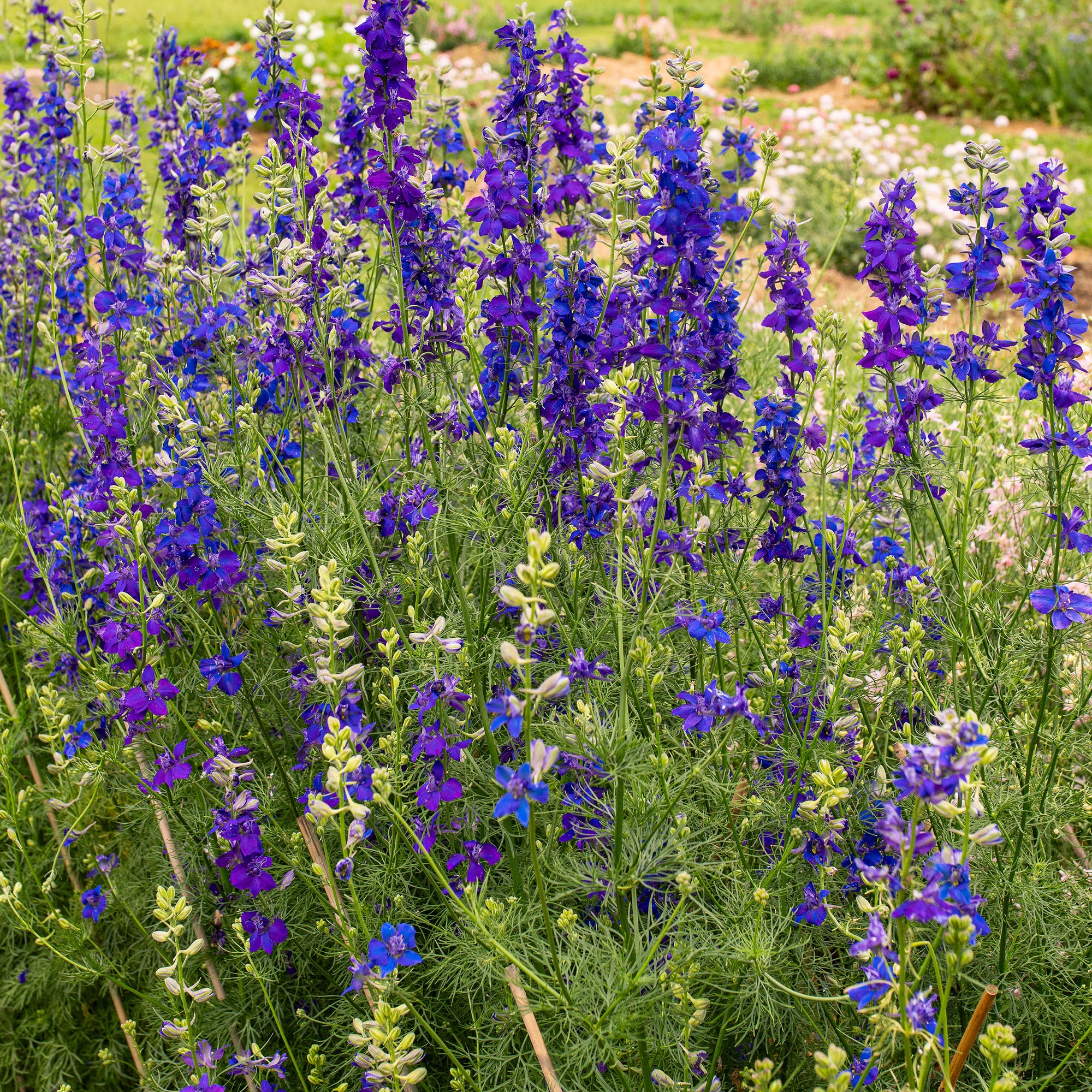 plant larkspur seeds Larkspur 'QIS® Dark Blue'