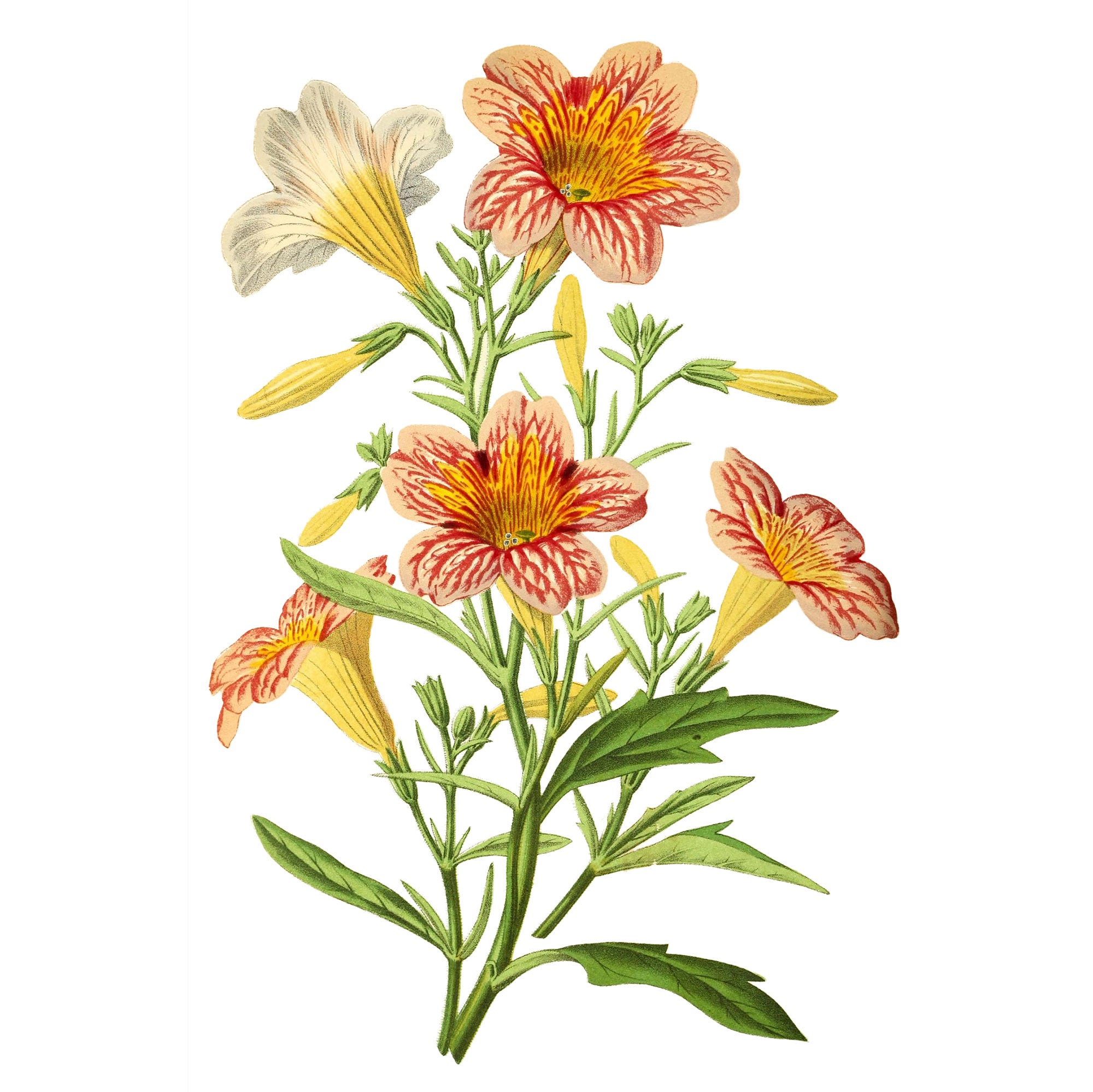 Painted Tongue 'Select Superbissima Mix' seeds - Salpiglossis sinuata