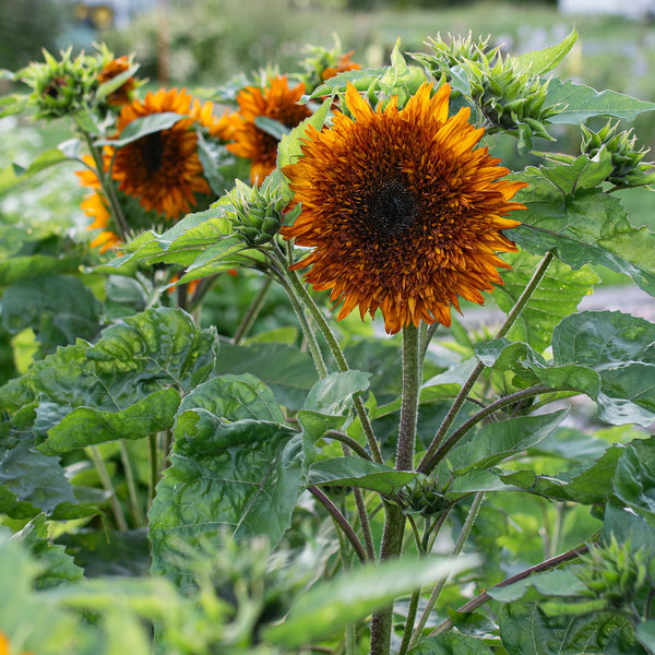 
    



Sunflower 'Darjeeling'
