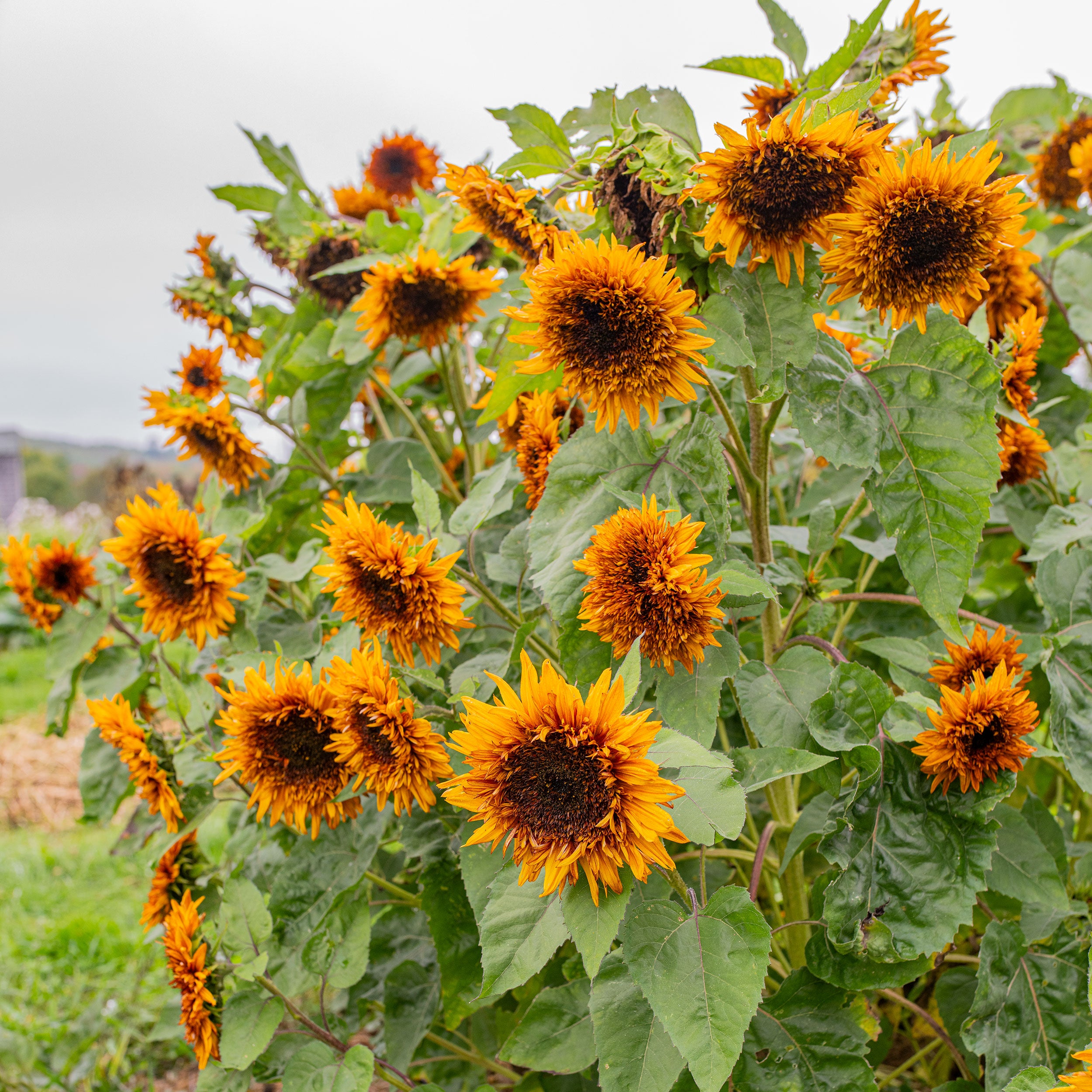 Sunflower 'Darjeeling' seeds