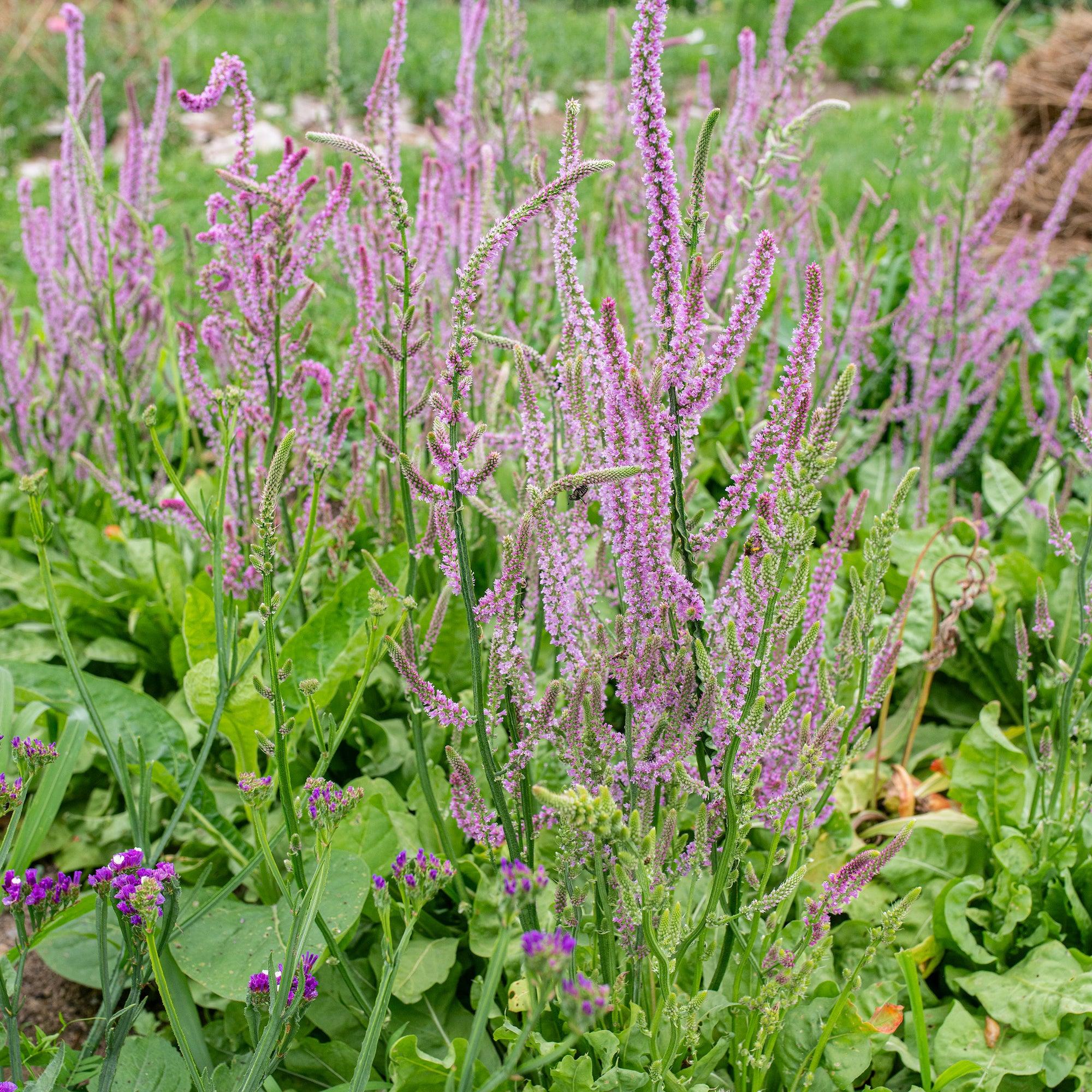 Statice 'Pink Pokers'