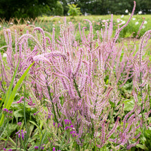 Statice 'Pink Pokers'