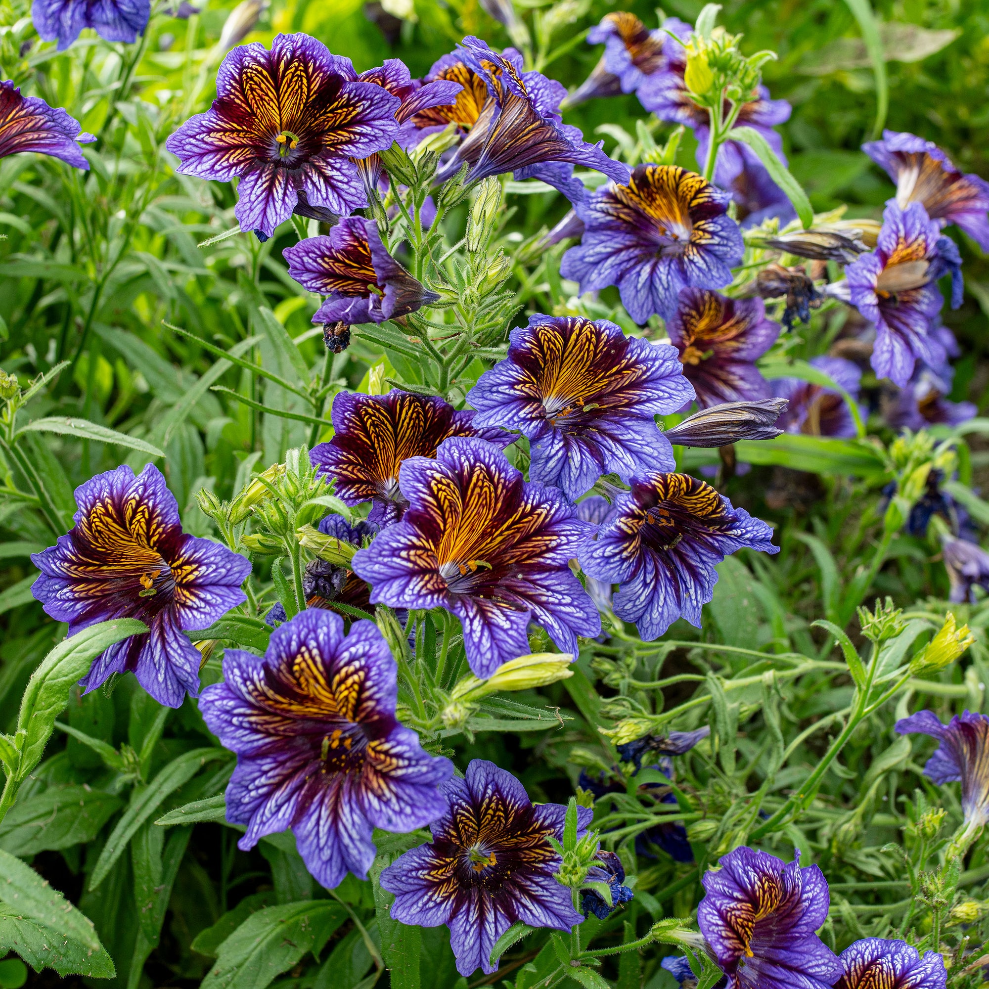 painted tongue flower seeds Painted Tongue 'Tora Blue'