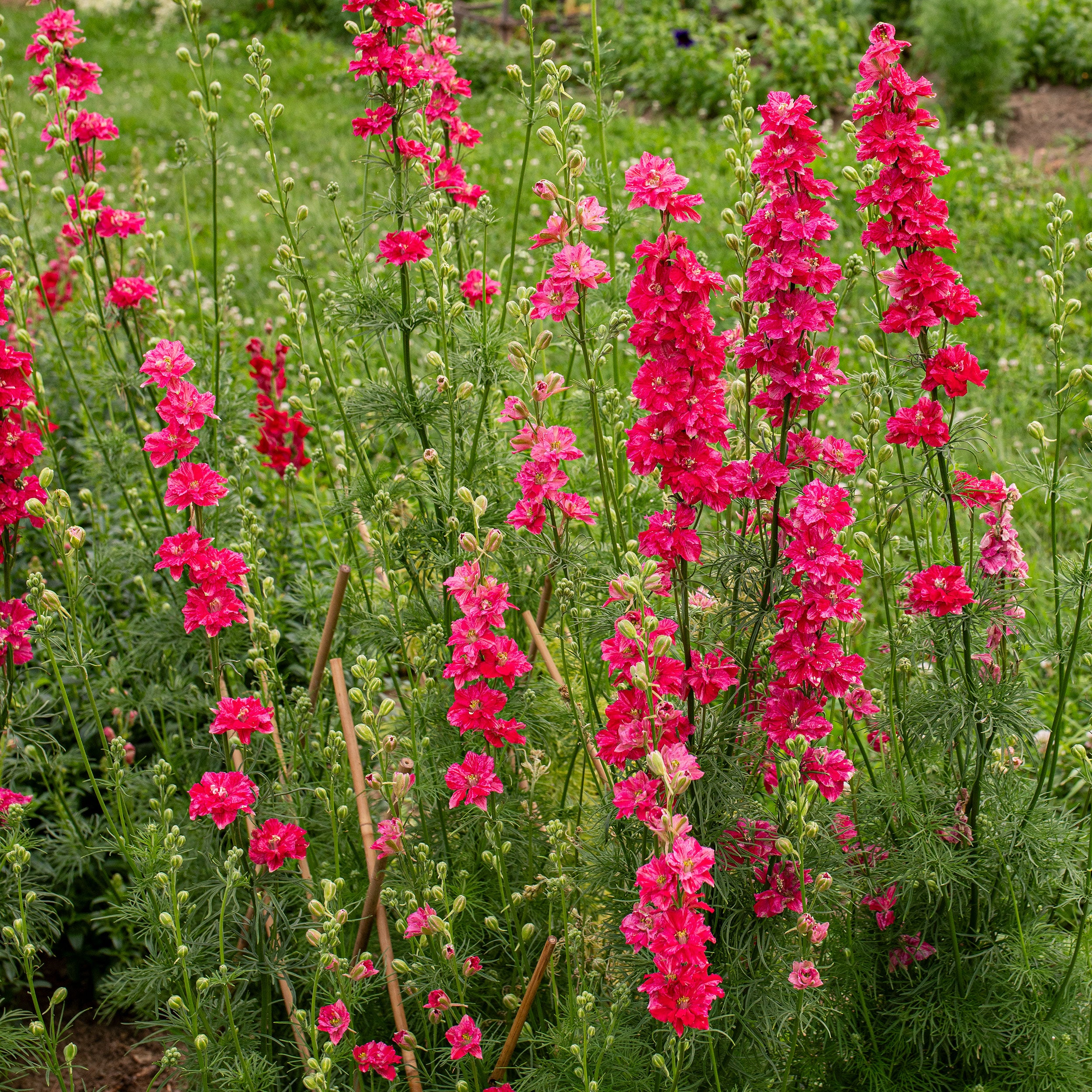 Larkspur 'King Size Scarlet' seeds - Consolida ajacis