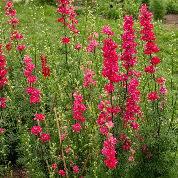 Larkspur 'King Size Scarlet'