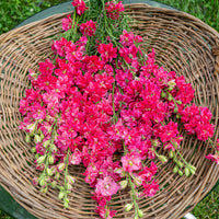 
    



Larkspur 'King Size Scarlet'
