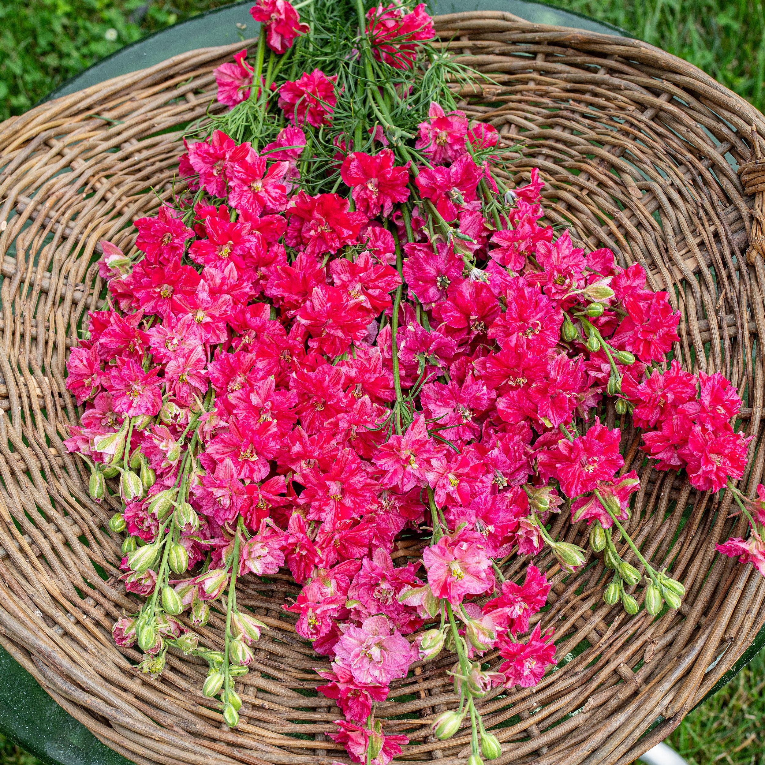 Larkspur 'King Size Scarlet' seeds - Consolida ajacis