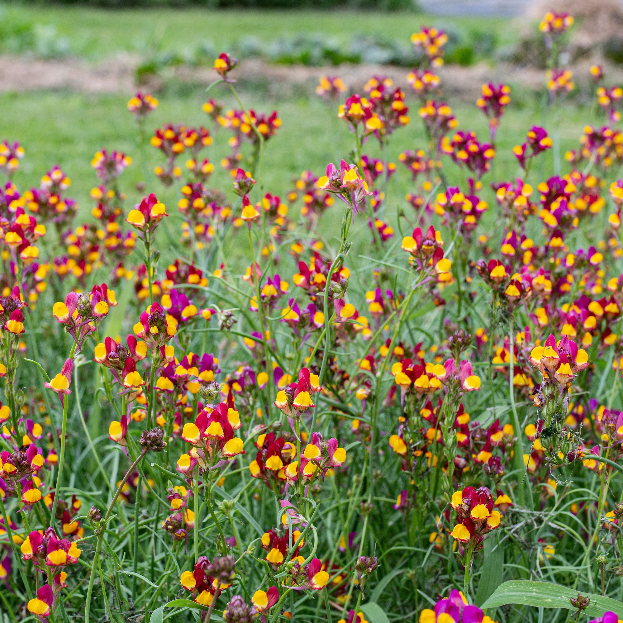 flamenco strawberry seeds Linaria reticulata 'Flamenco' seeds