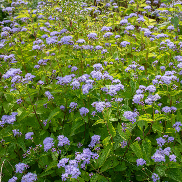 Blue Mistflower