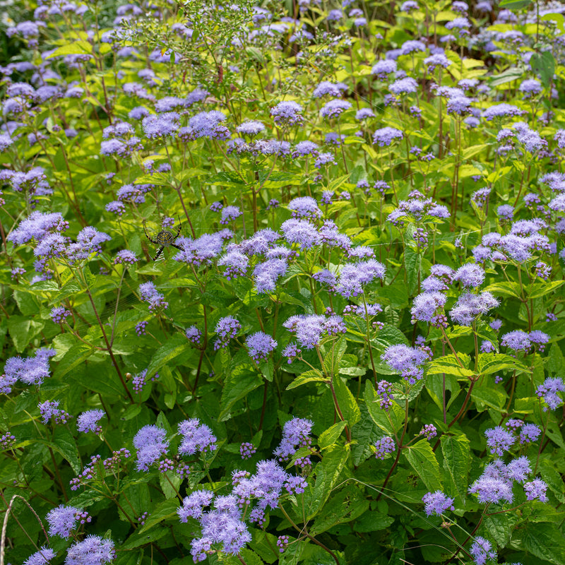 
  



Blue Mistflower
