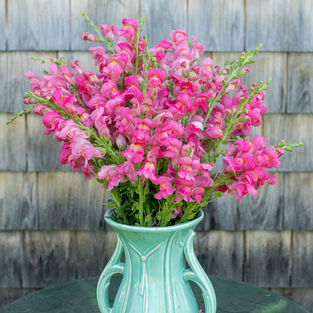 Snapdragon 'The Rose'