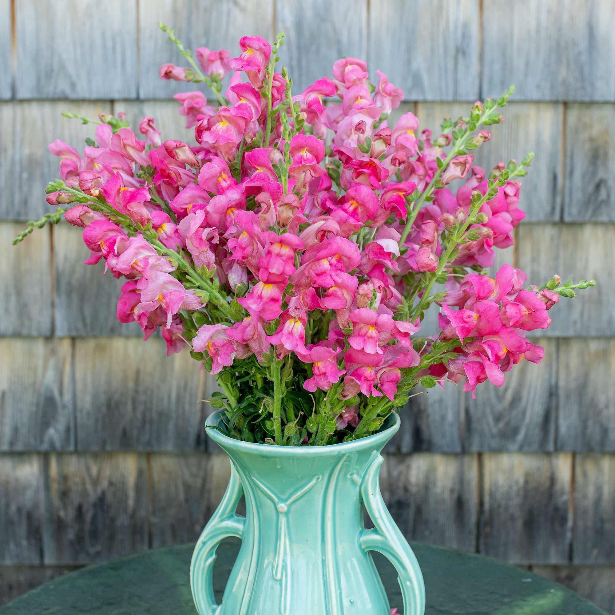 snapdragon potted plant Snapdragon 'The Rose' seeds