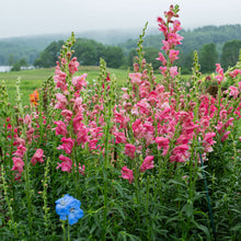 Snapdragon 'The Rose'