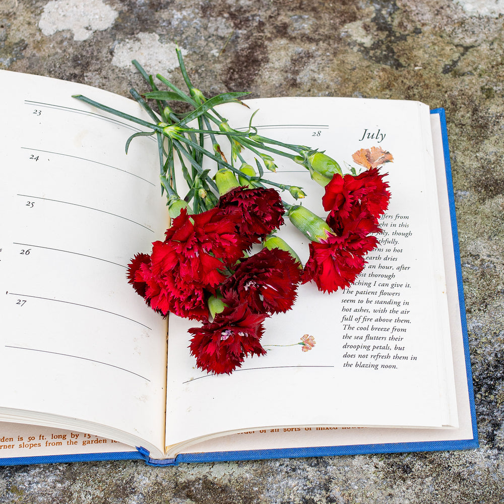 Carnation 'Chabaud Giants Nero'