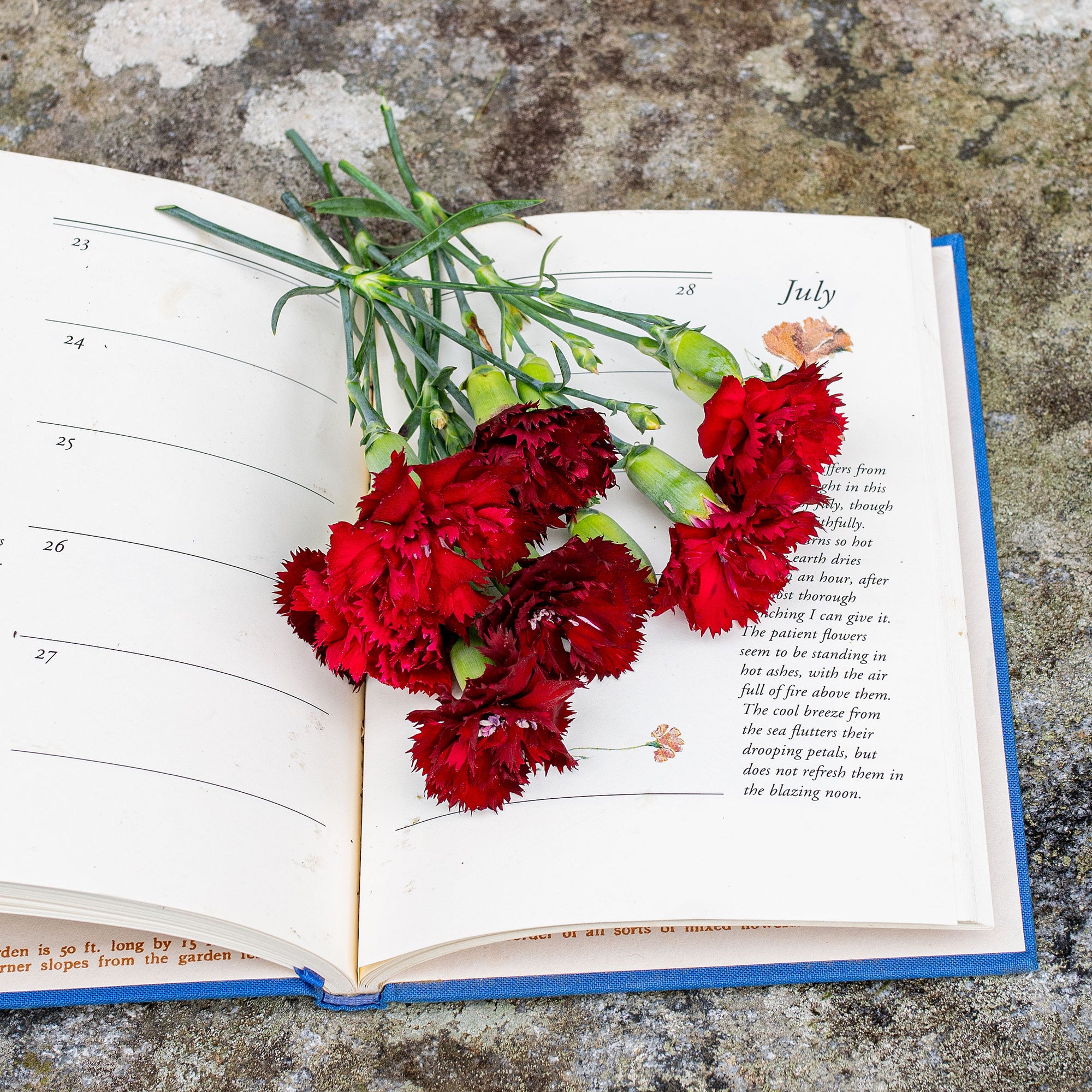 Carnation 'Chabaud Giants Nero'