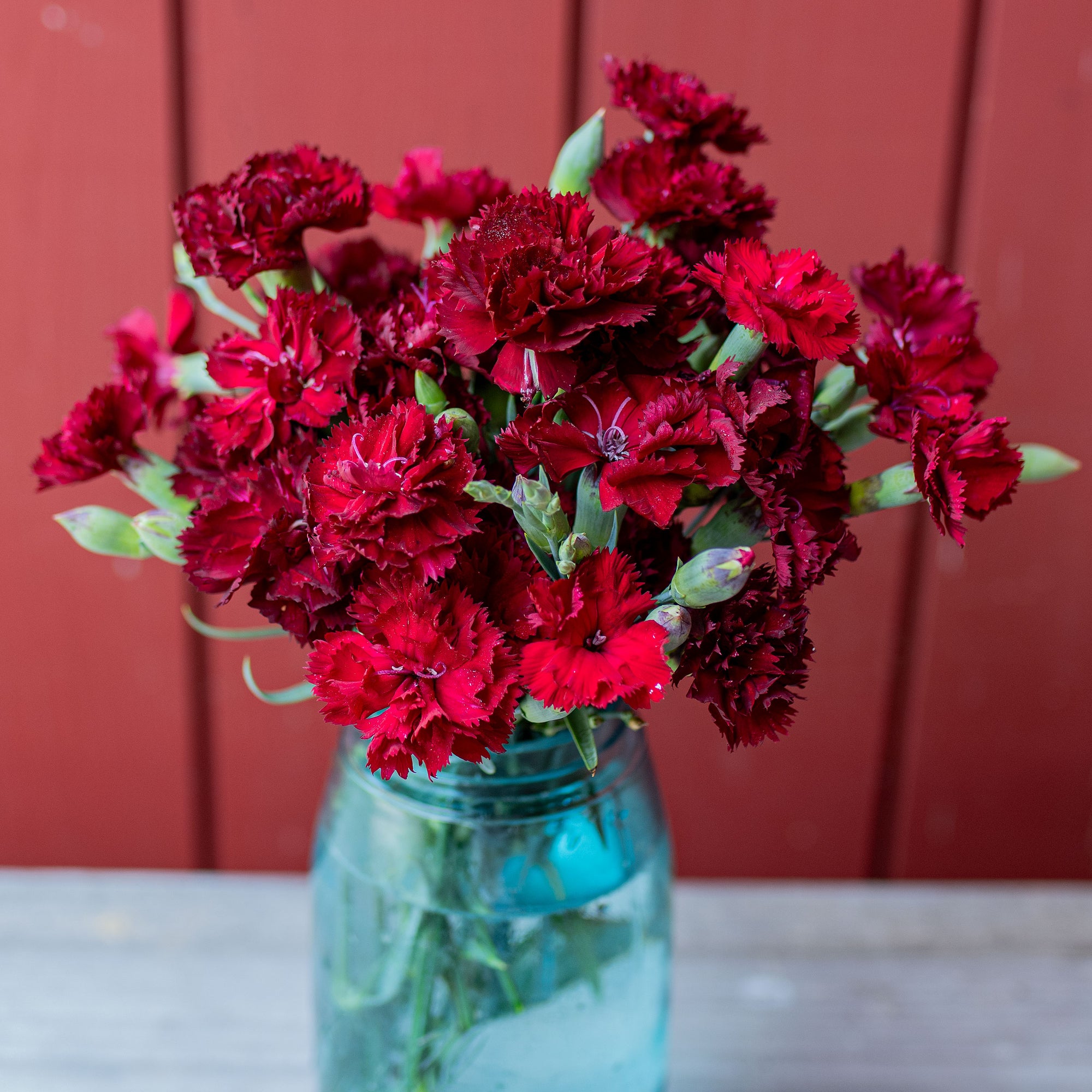 Carnation 'Chabaud Giants Nero'