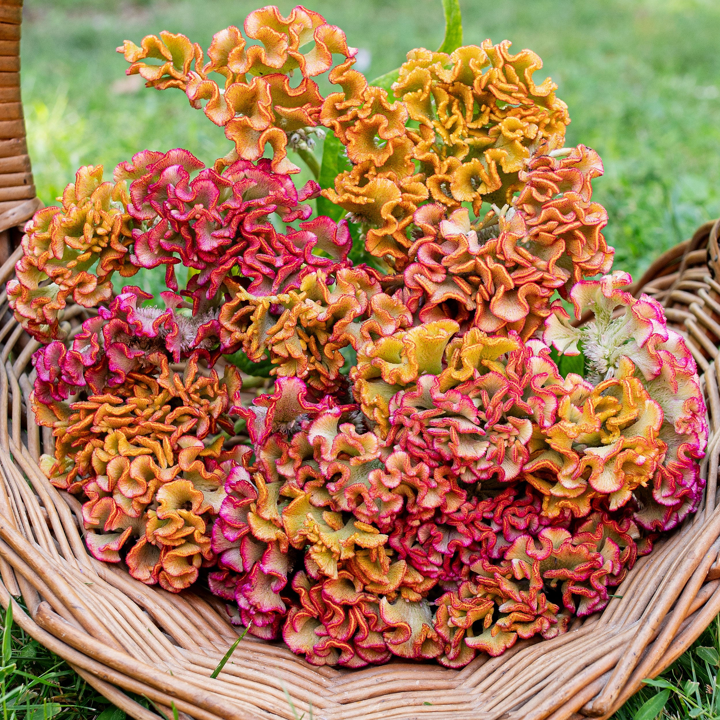 Celosia 'Bar Bossa Champagne' seeds - Celosia argentea cristata
