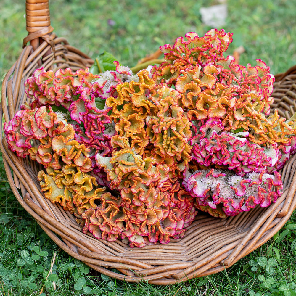 Celosia 'Bar Bossa Champagne'