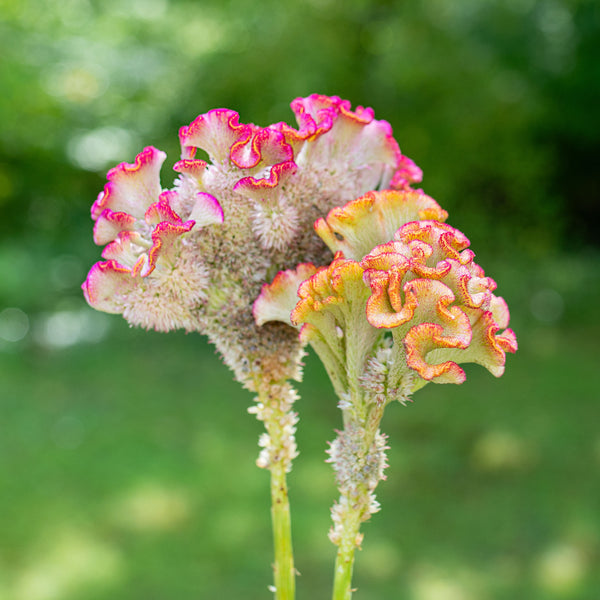 Celosia 'Bar Bossa Champagne'